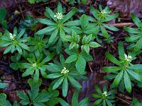 Waldmeister beginnt zu blühen